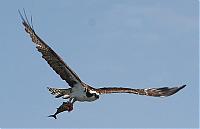 Click image for larger version

Name:	osprey 033 web.jpg
Views:	540
Size:	70.9 KB
ID:	14691