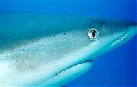 Click image for larger version

Name:	di's shark.jpg
Views:	712
Size:	9.0 KB
ID:	1476