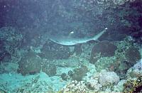 Click image for larger version

Name:	thomas reef tiran red sea.jpg
Views:	206
Size:	137.9 KB
ID:	1478