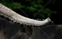Click image for larger version

Name:	ist2_345370_elephants_trunk.jpg
Views:	484
Size:	10.0 KB
ID:	15066