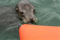 Click image for larger version

Name:	sea lion 066 (Small).jpg
Views:	730
Size:	36.8 KB
ID:	15249
