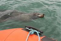 Click image for larger version

Name:	sea lion 068 (Small).jpg
Views:	514
Size:	41.1 KB
ID:	15250