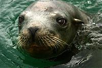 Click image for larger version

Name:	sea lion 037 (Small).jpg
Views:	644
Size:	59.7 KB
ID:	15251