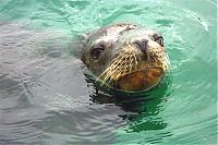 Click image for larger version

Name:	sea lion 026 (Small).jpg
Views:	527
Size:	59.0 KB
ID:	15252