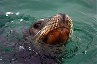 Click image for larger version

Name:	sea lion 027 (Small).jpg
Views:	172
Size:	57.2 KB
ID:	15253