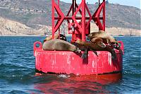 Click image for larger version

Name:	sea lion 011 (Small).jpg
Views:	947
Size:	66.9 KB
ID:	15416