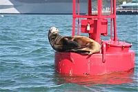 Click image for larger version

Name:	sea lion 042 (Small).jpg
Views:	683
Size:	54.3 KB
ID:	15453