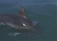 Click image for larger version

Name:	Dolphin 2.jpg
Views:	701
Size:	138.9 KB
ID:	16114