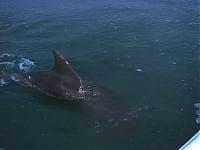 Click image for larger version

Name:	Dolphin.jpg
Views:	332
Size:	154.9 KB
ID:	16117