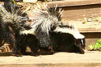 Click image for larger version

Name:	skunk web 3.jpg
Views:	473
Size:	104.7 KB
ID:	16313