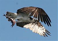 Click image for larger version

Name:	osprey crop2 (Small).jpg
Views:	588
Size:	49.4 KB
ID:	16536