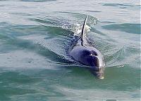 Click image for larger version

Name:	dolphin-2.jpg
Views:	484
Size:	105.6 KB
ID:	16560