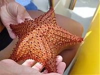Click image for larger version

Name:	Starfish.jpg
Views:	339
Size:	188.8 KB
ID:	16831