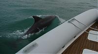 Click image for larger version

Name:	Solent Dolphin & Merlin 2005.jpg
Views:	823
Size:	56.1 KB
ID:	16898