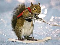 Click image for larger version

Name:	squirrel.jpg
Views:	710
Size:	35.6 KB
ID:	16923