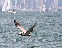 Click image for larger version

Name:	pelicans 008a (Small).jpg
Views:	617
Size:	63.6 KB
ID:	17646
