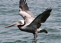 Click image for larger version

Name:	pelicans 018a (Small).jpg
Views:	610
Size:	62.2 KB
ID:	17648