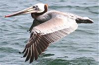Click image for larger version

Name:	pelicans 020a (Small).jpg
Views:	373
Size:	61.5 KB
ID:	17649