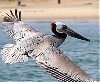 Click image for larger version

Name:	pelicans 028a (Small).jpg
Views:	910
Size:	60.8 KB
ID:	17650