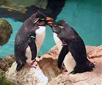 Click image for larger version

Name:	penguin.jpg
Views:	184
Size:	51.3 KB
ID:	20364