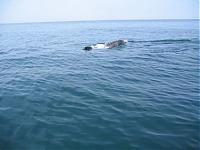 Click image for larger version

Name:	dolphins 102.jpg
Views:	436
Size:	18.7 KB
ID:	20538