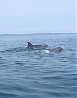 Click image for larger version

Name:	dolphins 100.jpg
Views:	577
Size:	14.9 KB
ID:	20541