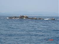 Click image for larger version

Name:	brad and the seals.JPG
Views:	391
Size:	119.0 KB
ID:	20562