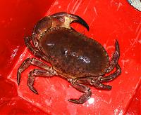 Click image for larger version

Name:	crab-002.jpg
Views:	412
Size:	60.8 KB
ID:	20799