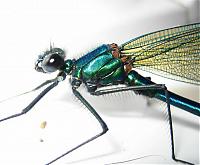 Click image for larger version

Name:	dragonfly.jpg
Views:	828
Size:	69.6 KB
ID:	20852