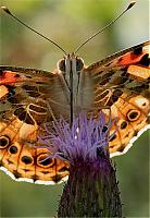 Click image for larger version

Name:	Butterfly front x 640.jpg
Views:	653
Size:	58.1 KB
ID:	21316