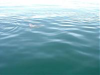 Click image for larger version

Name:	sunfish001.JPG
Views:	484
Size:	25.1 KB
ID:	21626