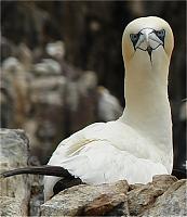 Click image for larger version

Name:	Gannet 1 x640.jpg
Views:	168
Size:	60.1 KB
ID:	21753