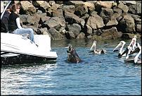 Click image for larger version

Name:	sealions (Small).jpg
Views:	678
Size:	74.5 KB
ID:	22781