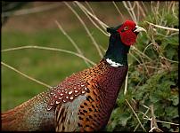 Click image for larger version

Name:	Pheasant x640.jpg
Views:	636
Size:	63.7 KB
ID:	22791