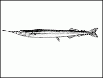 Click image for larger version

Name:	GARFISH.gif
Views:	171
Size:	14.7 KB
ID:	23751