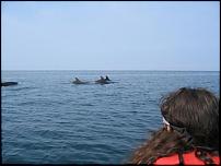 Click image for larger version

Name:	dolphins 095.jpg
Views:	273
Size:	16.9 KB
ID:	24137