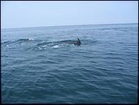 Click image for larger version

Name:	dolphins 098.jpg
Views:	632
Size:	17.4 KB
ID:	24138