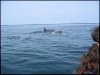 Click image for larger version

Name:	dolphins 100.jpg
Views:	460
Size:	15.9 KB
ID:	24139