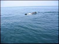 Click image for larger version

Name:	dolphins 102.jpg
Views:	173
Size:	18.7 KB
ID:	24140