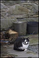 Click image for larger version

Name:	cat.jpg
Views:	193
Size:	261.8 KB
ID:	25606
