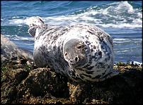 Click image for larger version

Name:	seal1.jpg
Views:	267
Size:	162.6 KB
ID:	26139