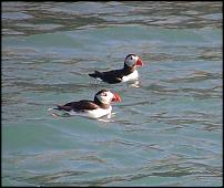 Click image for larger version

Name:	puffins.jpg
Views:	564
Size:	81.8 KB
ID:	26141