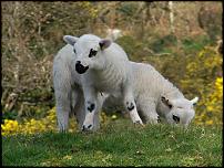 Click image for larger version

Name:	lambs.jpg
Views:	337
Size:	147.9 KB
ID:	26142