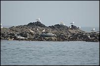 Click image for larger version

Name:	Skomer seals 1.JPG
Views:	153
Size:	58.0 KB
ID:	26155