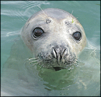 Click image for larger version

Name:	seal1.gif
Views:	220
Size:	55.2 KB
ID:	27333