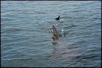 Click image for larger version

Name:	shark.jpg
Views:	320
Size:	233.9 KB
ID:	28918
