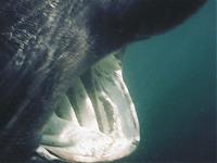 Click image for larger version

Name:	shark ribnet 3.jpg
Views:	1111
Size:	38.8 KB
ID:	2903