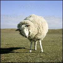 Click image for larger version

Name:	Three legged sheep.jpg
Views:	712
Size:	22.5 KB
ID:	29781