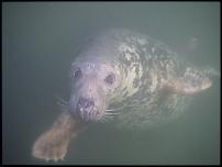 Click image for larger version

Name:	7The Seal again.JPG
Views:	609
Size:	142.4 KB
ID:	29812