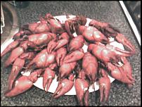 Click image for larger version

Name:	crayfish2.jpg
Views:	364
Size:	72.7 KB
ID:	30810